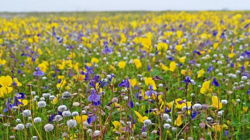 Wildflowers blooming across Kaas Plateau in September