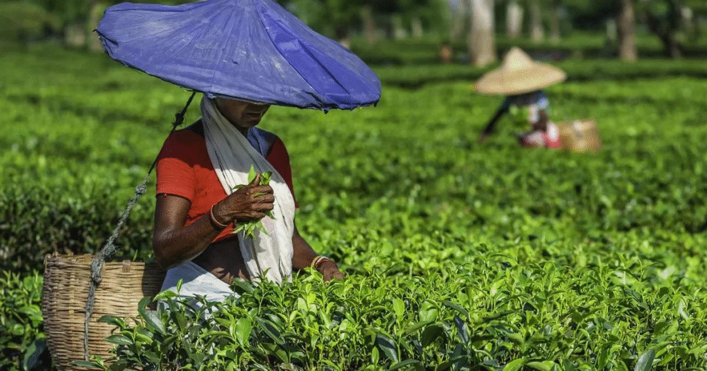 Tea pluckers harvesting two leaves and a bud in a Jorhat tea estate