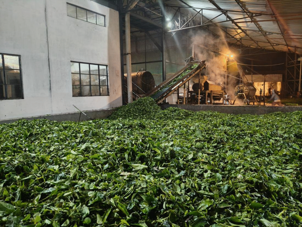 Fresh Assam tea leaves being processed inside a tea factory near Jorhat