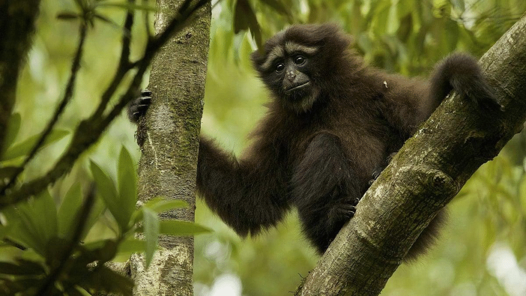Hoolock gibbon in the forest near Jorhat Assam