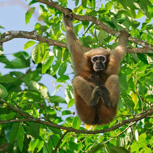 Hoolock gibbon in the forest near Jorhat Assam