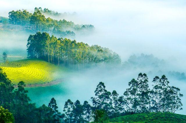 Misty Jorhat tea garden during an early morning walk