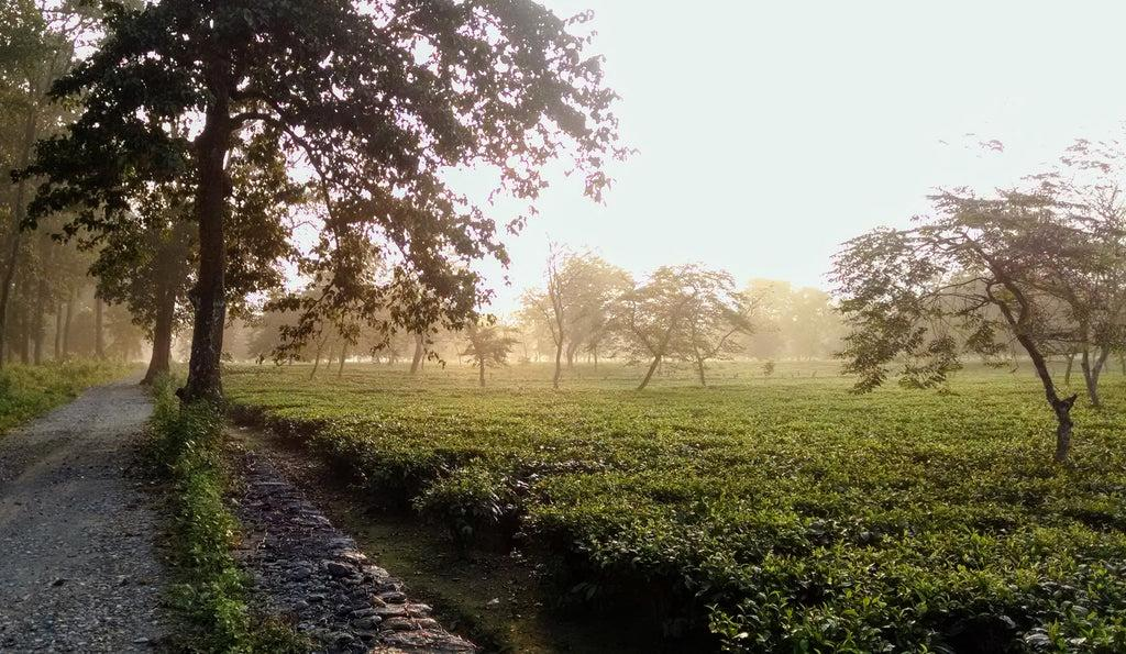Misty Jorhat tea garden during an early morning walk