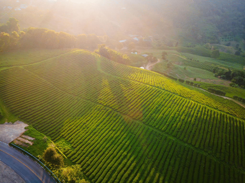 Doi Chang coffee farm Chiang Rai hillside plantation and mountain views